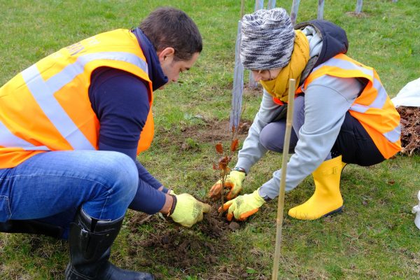 TreeApp tree planting